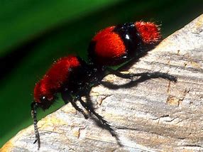 Image result for Deadly Panda Ant