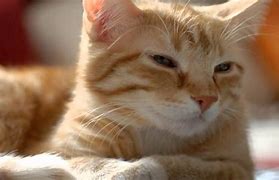 Image result for Kitty Bodmin