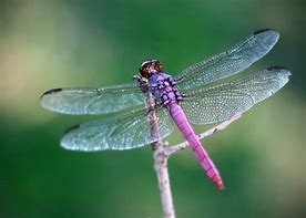 Image result for Dragonfly Fly