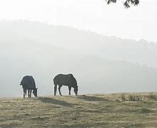 Image result for Beautiful Horse at Sunrise