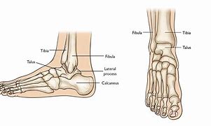 Image result for Joint Surfaces Ankle