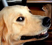 Image result for Dog Smiling Hard