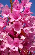 Image result for Pink Rare Flpwers