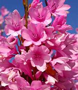 Image result for Rare Floewer Pink