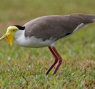 Image result for Masked Lapwing Baby