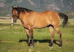 Image result for Light Brown Horse Stallion