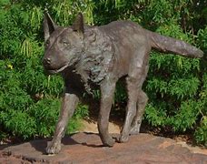 Image result for Red Dog Aus