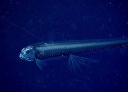 Image result for Viperfish