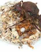 Image result for Atta Ant