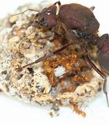 Image result for Atta Ant and Fungi