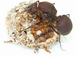 Image result for Atta Ant Species