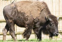 Image result for Bison Occidentalis