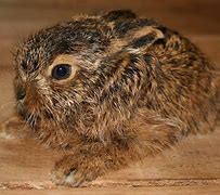 Image result for Leveret Baby Hare