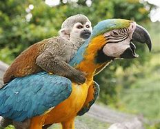 Image result for Monkey Riding Animals