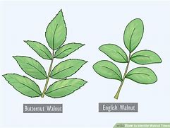 Image result for Identify Walnut Tree