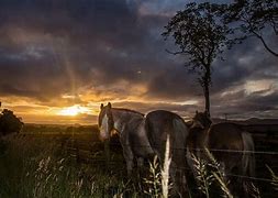 Image result for Beautiful Horse at Sunrise