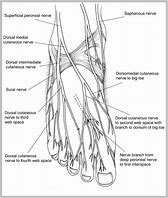 Image result for foot nerves anatomy