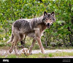 Image result for Close of a Wolf's Side View