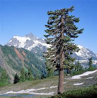 Image result for Hemlock Pics