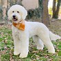 Image result for Brown and White Goldendoodle