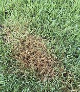 Image result for Zoysia Fungus