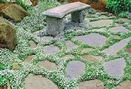 Image result for Blue Star Creeper Ground Cover in Pot