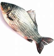 Image result for Kandla Fish