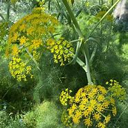 Image result for Fennel Flower Dry