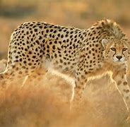 Image result for Cheetahs in the Wild