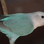 Image result for Parrot Love Birds