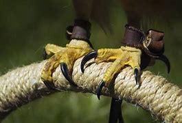 Image result for Red-tailed Hawk Talons