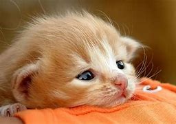 Image result for Baby Cats