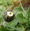 Image result for Daisy Seedlings