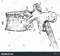 Image result for Dorsal Vertebrae