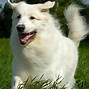 Image result for Long Haired Maltese Dog