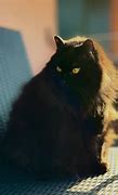 Image result for Cute Black Cat