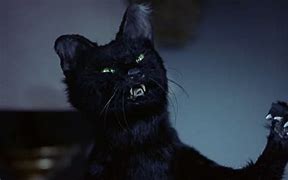 Image result for Scary Movie Cat