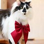 Image result for Sora Cat