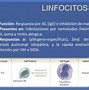 Image result for Linfocitos T2