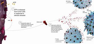 Image result for Adenosine