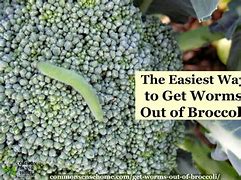 Image result for Broccoli Worms