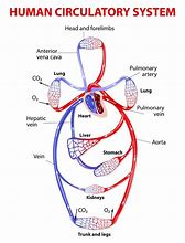 Image result for Circulatory System Blood Flow Diagram