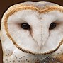 Image result for White Owl Animal