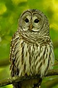 Image result for Barred Owl Gifts