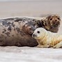 Image result for Fat Seal