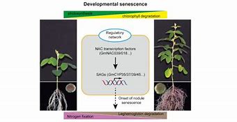 Image result for Soybean Nodule