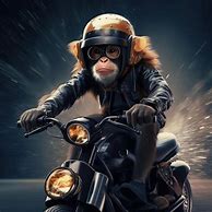 Image result for Monkey Riding Motorcycle