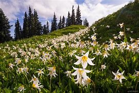 Image result for Waild Lily Forest