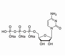 Image result for CTP Biology