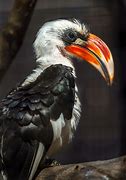 Image result for Von Der Decken's Hornbill